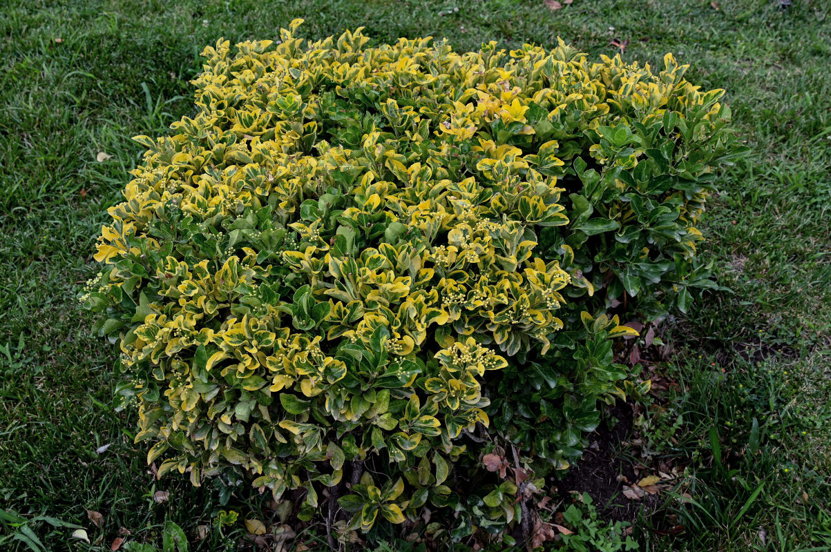 Изображение особи Euonymus japonicus.