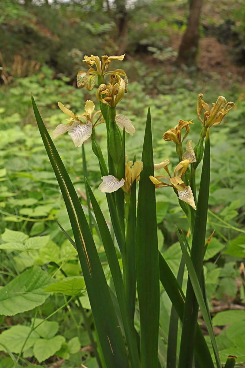 Image of Iris foetidissima specimen.