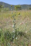 Blackstonia perfoliata