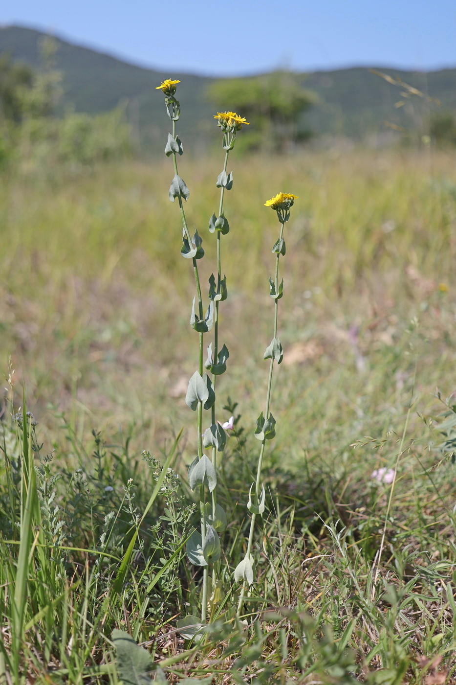 Image of Blackstonia perfoliata specimen.