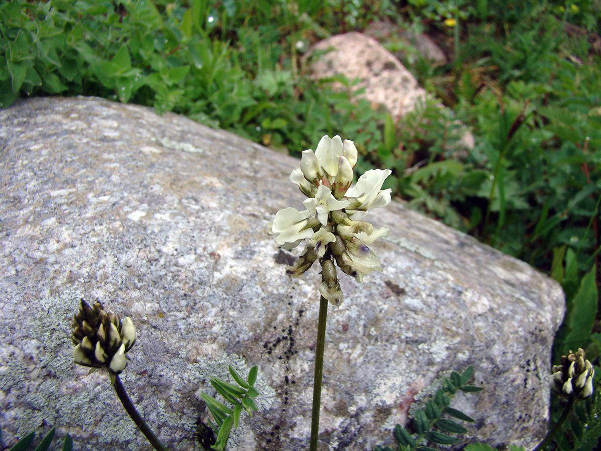 Изображение особи род Oxytropis.