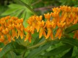 Asclepias tuberosa