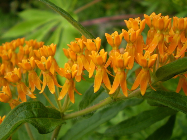 Изображение особи Asclepias tuberosa.