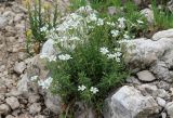 Cerastium arvense