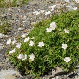 genus Geranium