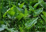 Plantago major