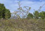 Artemisia subspecies glutinosa