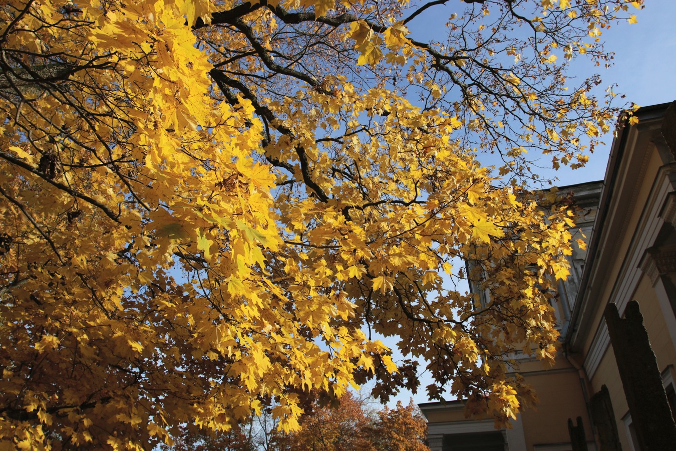 Image of Acer platanoides specimen.