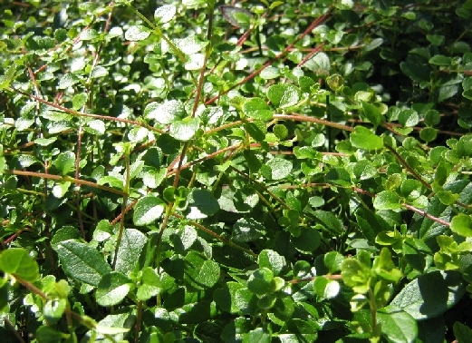 Изображение особи Linnaea borealis.