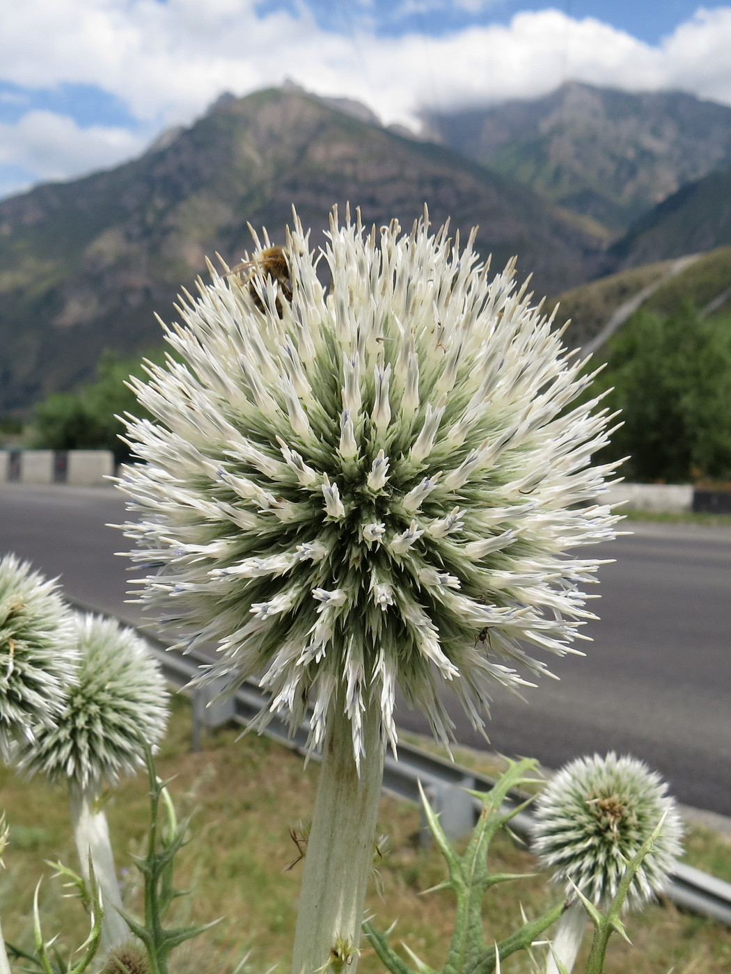 Изображение особи род Echinops.