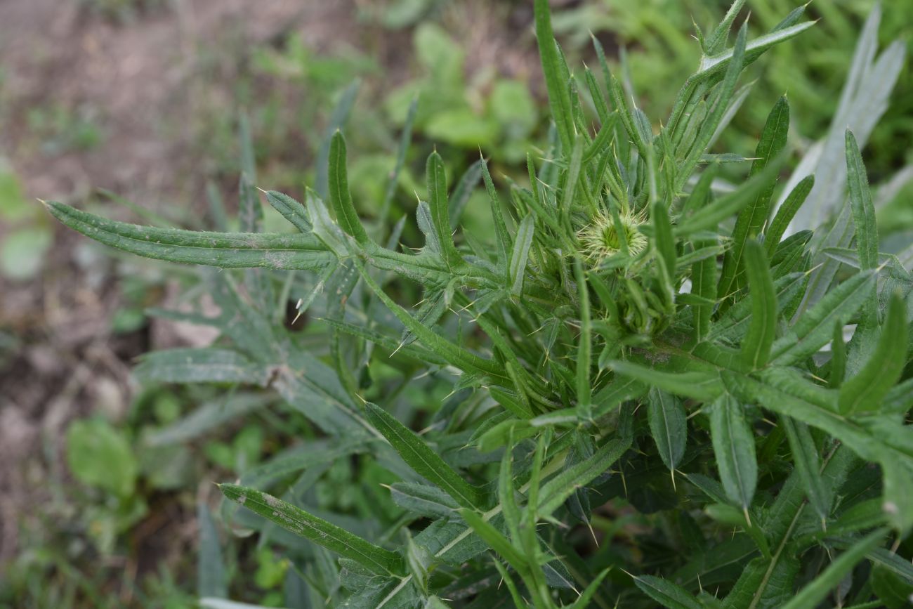 Image of genus Cirsium specimen.