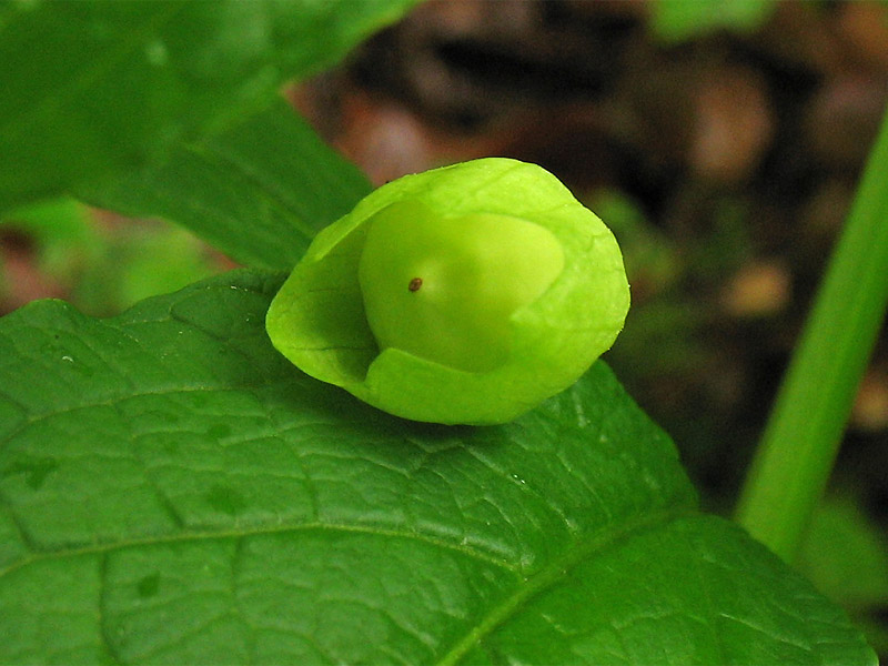 Image of Scopolia carniolica specimen.
