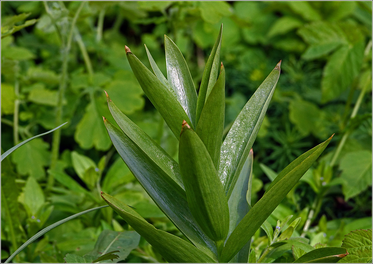 Image of Fritillaria imperialis specimen.