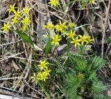 Gagea minima
