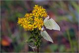 Solidago virgaurea. Общее соцветие с кормящимися бабочками-лимонницами (Gonepteryx rhamni) и мухой. Московская обл., Раменский р-н, окр. ж.-д. платформы Хрипань, залежь. 28.07.2008.