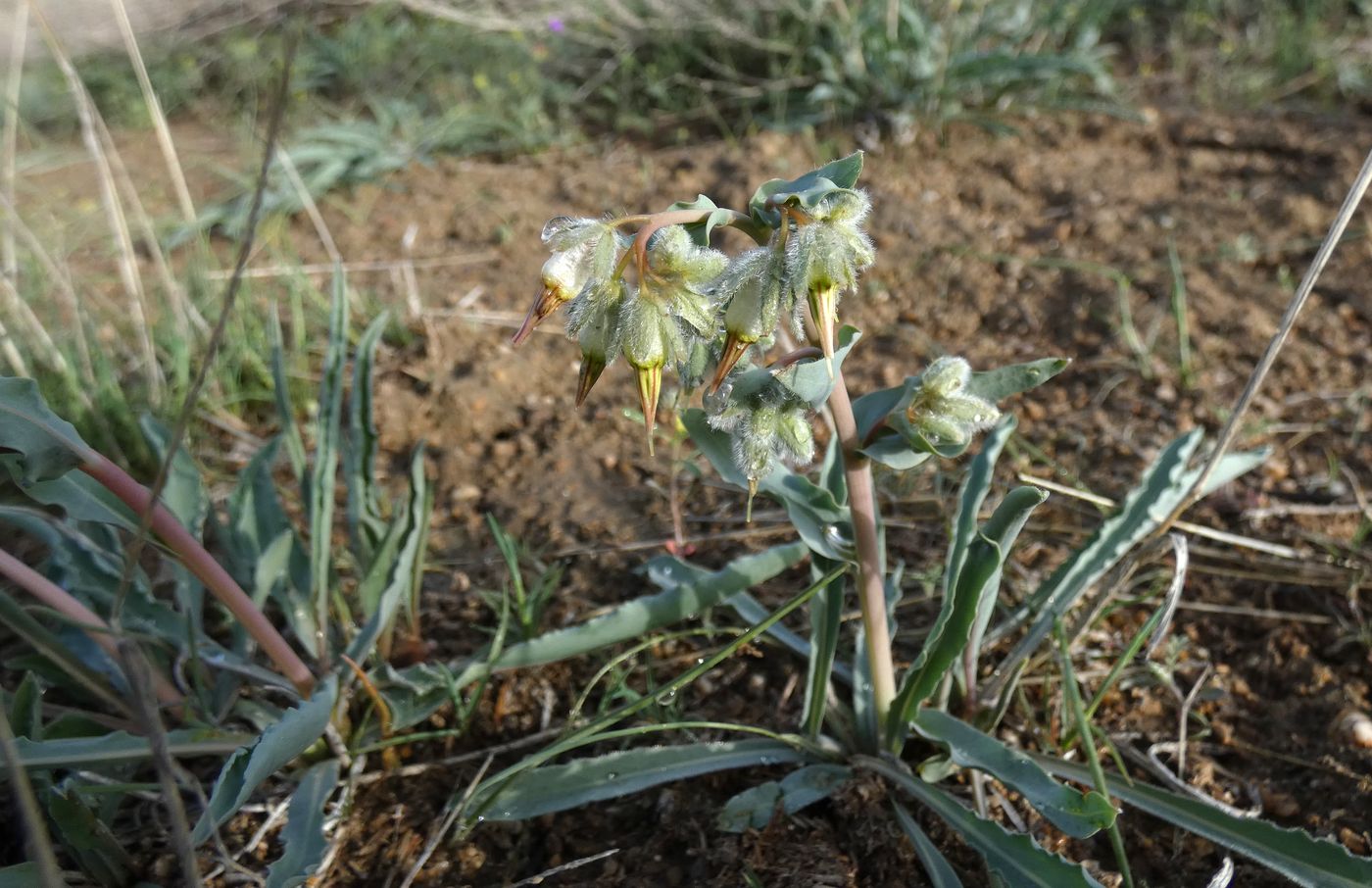 Изображение особи Rindera tetraspis.