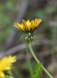 genus Taraxacum
