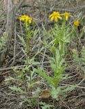 genus Senecio