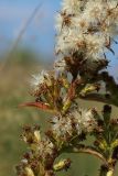 Solidago virgaurea. Зрелые раскрывшиеся и созревающие корзинки в нижней части общего соплодия. Беларусь, Витебская обл., окр. пос. Езерище, выкашиваемый суходольный луг. 29.08.2024.