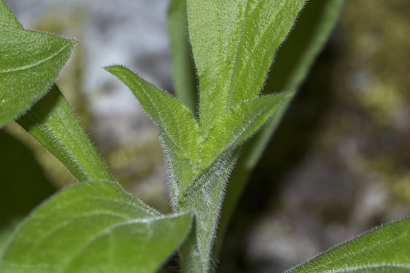 Image of familia Caryophyllaceae specimen.