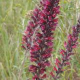 Echium russicum