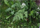 Anthriscus sylvestris