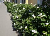Rosa rugosa. Цветущие растения (белоцветковая форма). Санкт-Петербург, Невский р-н, пр. Обуховской Обороны, в культуре. 02.07.2025.
