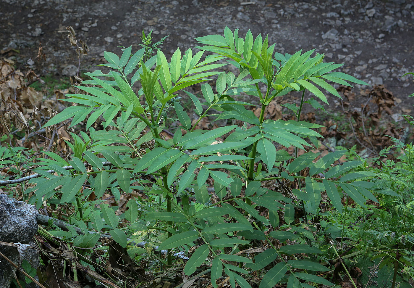 Изображение особи Sambucus ebulus.