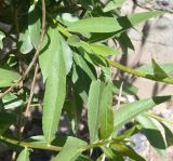 genus Salix
