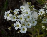 Cerastium arvense