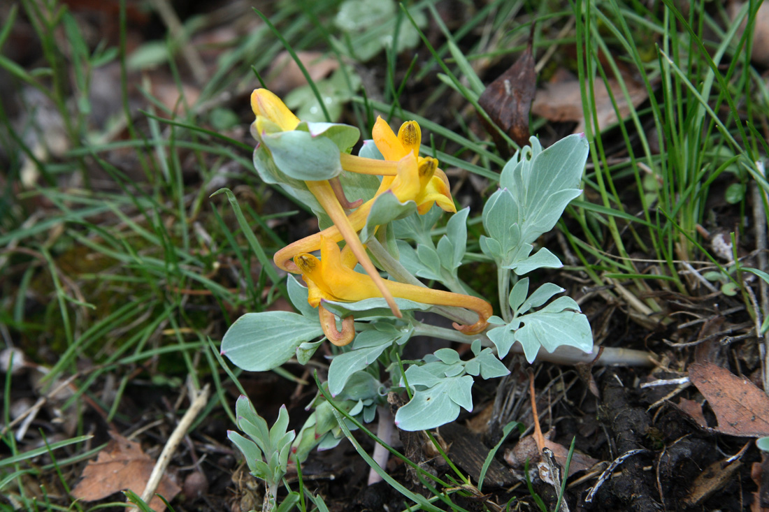 Image of Corydalis sewerzowii specimen.