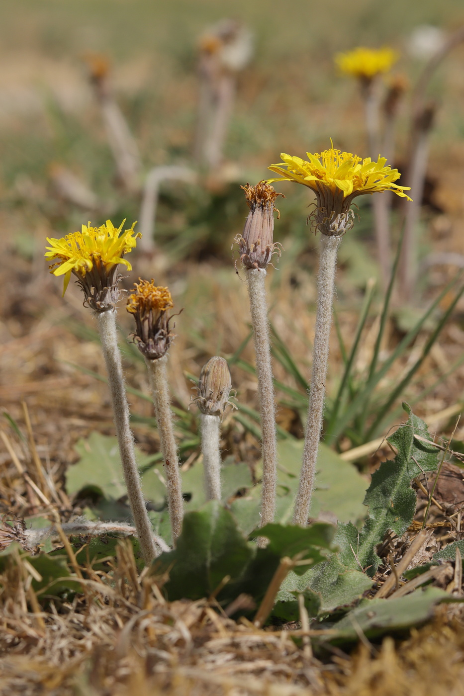 Изображение особи Taraxacum serotinum.