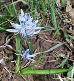 Scilla puschkinioides. Цветущее растение. Узбекистан, Ташкентская обл., Паркентский р-н, окр. кишлака Сукок (So'qoq), холмы, глинистая почва. 31.03.2019.