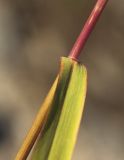 Panicum bisulcatum. Часть побега. Приморский край, Уссурийский ГО, окр. ж.-д. пл. 9194 км, дол. р. Раздольная на левом берегу, пойма, на песчано-илистой отмели. 22.09.2025.