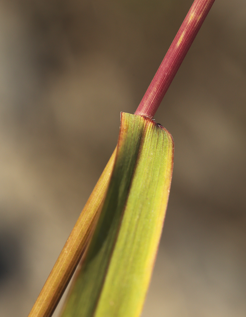 Image of Panicum bisulcatum specimen.