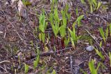 Allium victorialis. Растения, отрастающие после зимовки. Кабардино-Балкария, Эльбрусский р-н, западный склон горы Донгуз-Орун-Гитче-Кара-Баши, выс 2250 м н.у.м. 17 июня 2025 г.