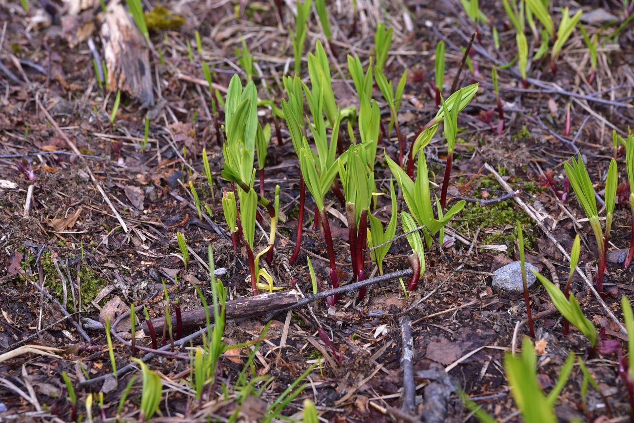 Image of Allium victorialis specimen.