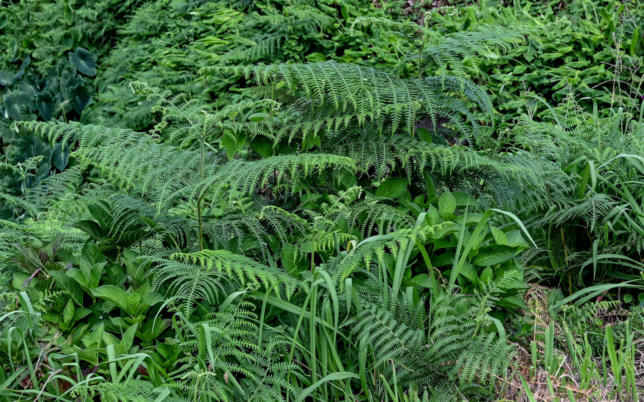 Изображение особи Pteridium aquilinum.