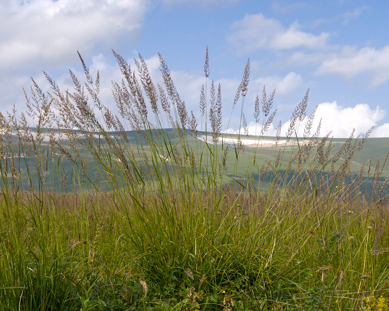 Image of genus Calamagrostis specimen.