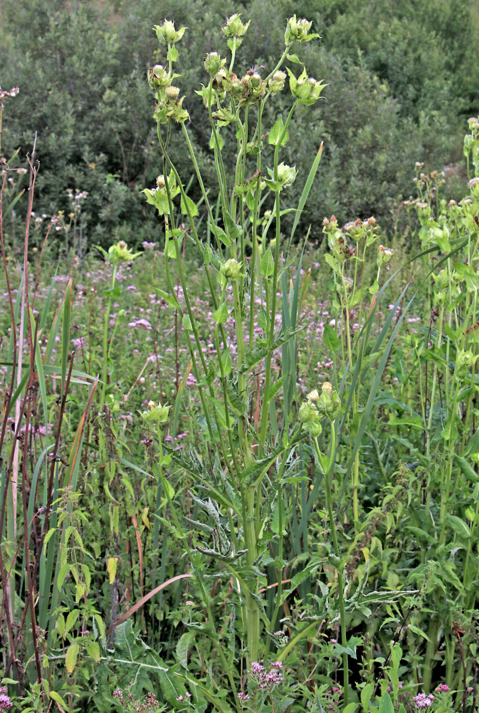 Image of Cirsium oleraceum specimen.