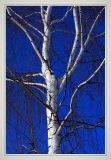 Betula pendula