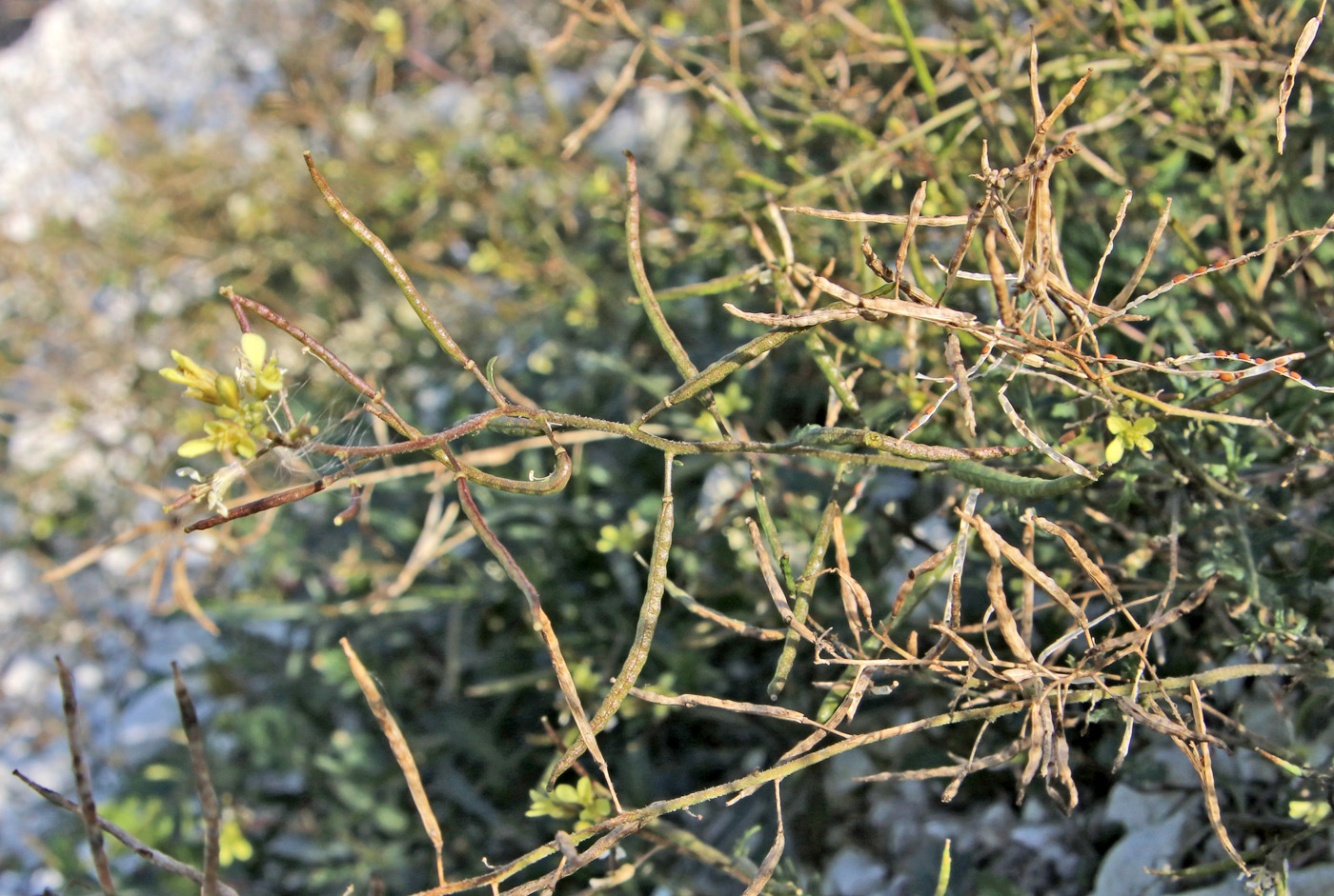 Image of Erucastrum gallicum specimen.