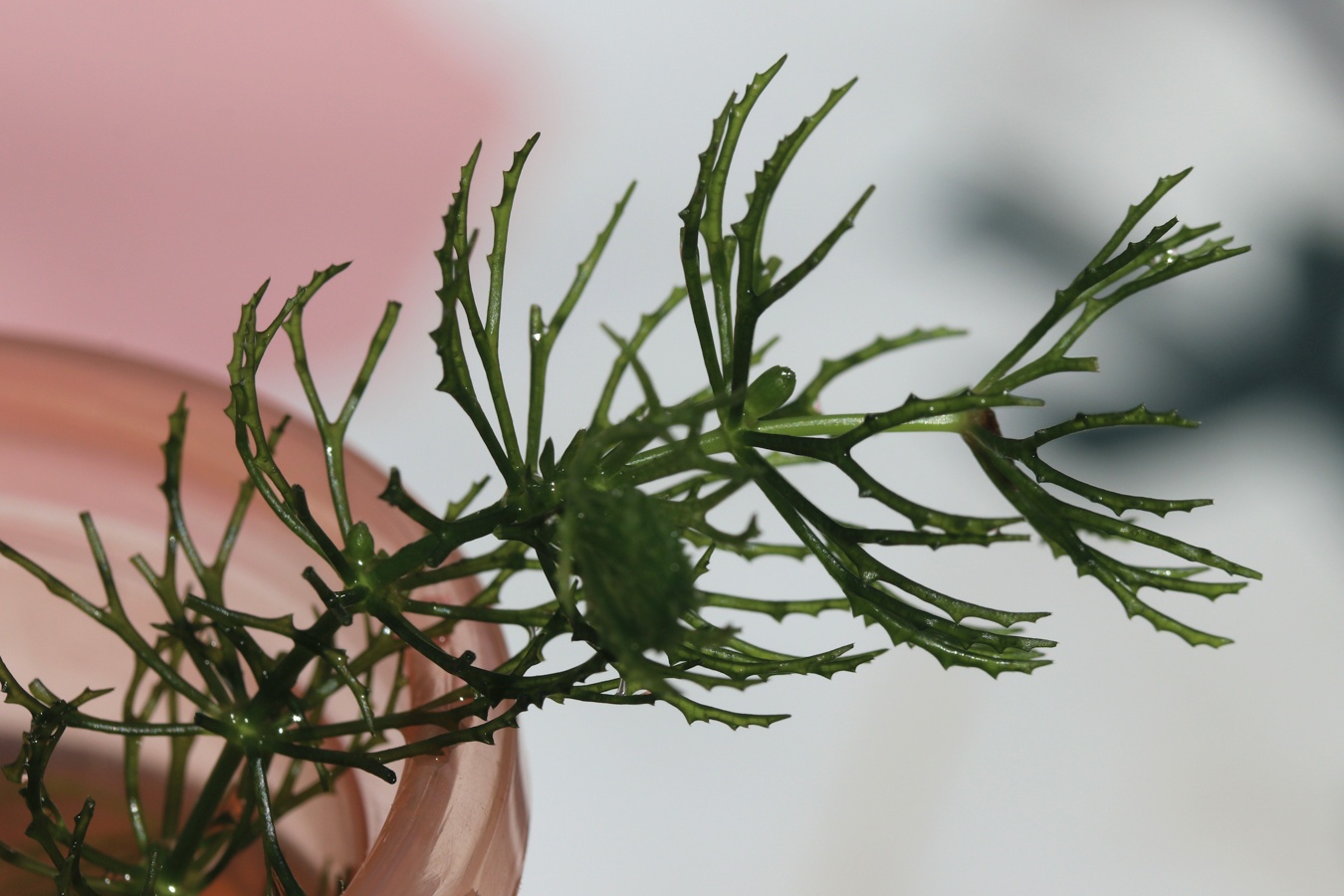 Image of Ceratophyllum demersum specimen.