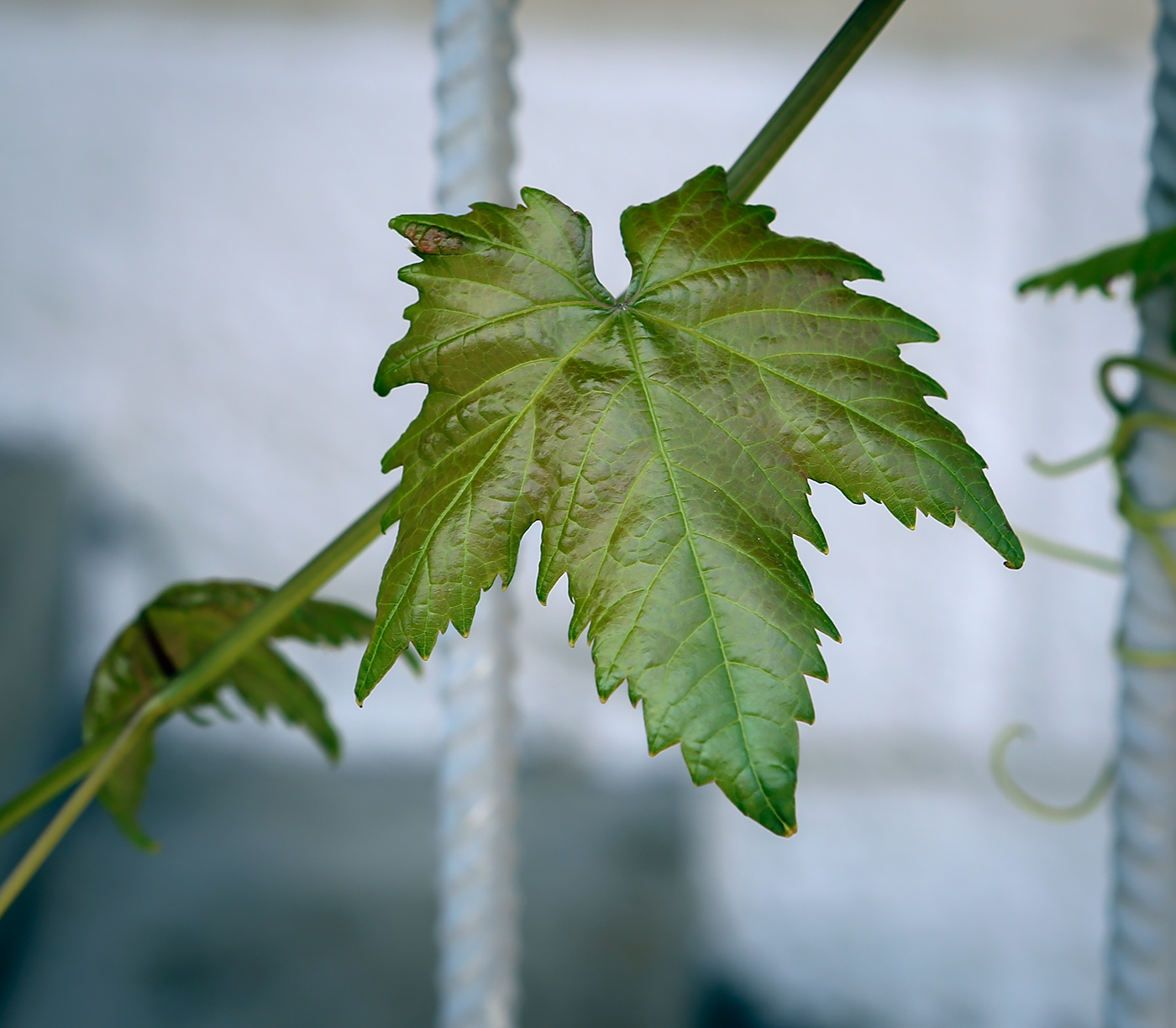 Image of Vitis vinifera specimen.