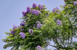 Jacaranda mimosifolia. Часть кроны цветущего дерева. Португалия, г. Лиссабон, в культуре. 04.08.2025.
