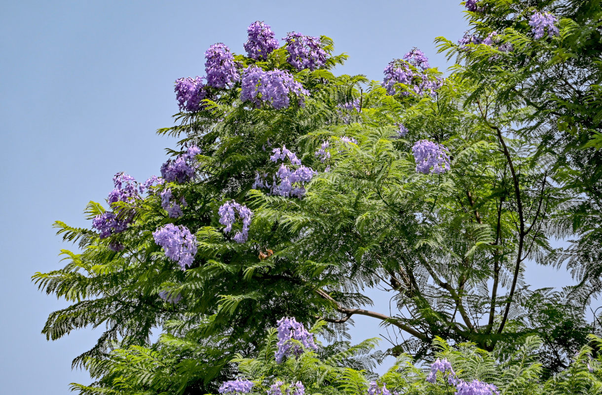 Image of Jacaranda mimosifolia specimen.