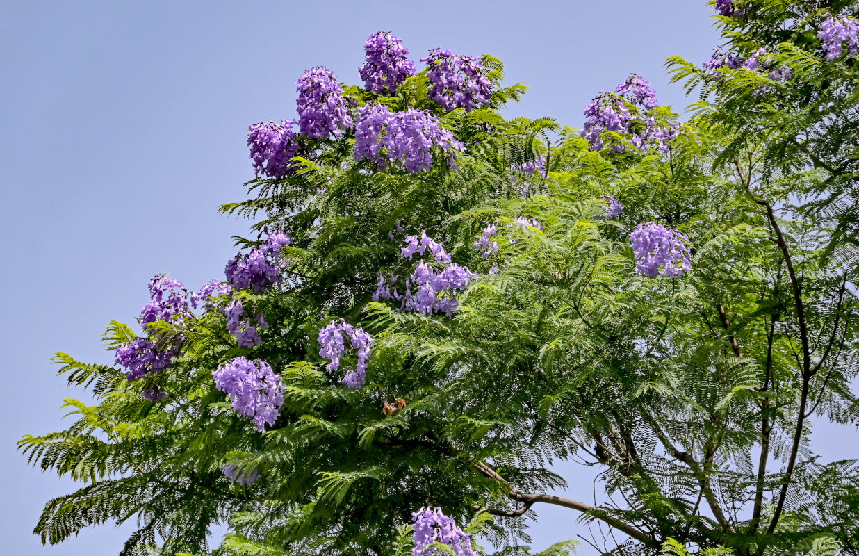 Изображение особи Jacaranda mimosifolia.