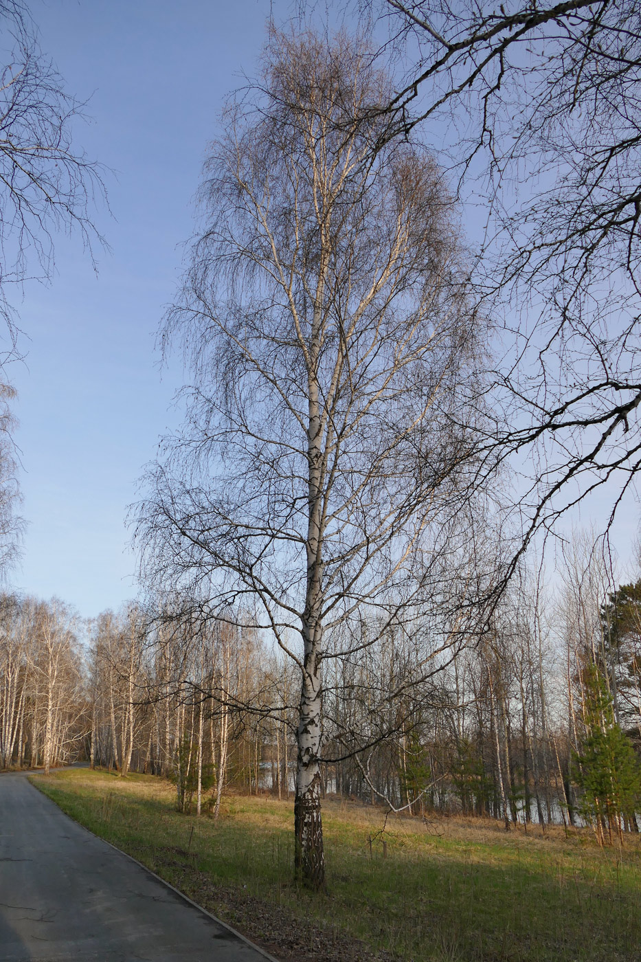 Image of Betula pendula specimen.