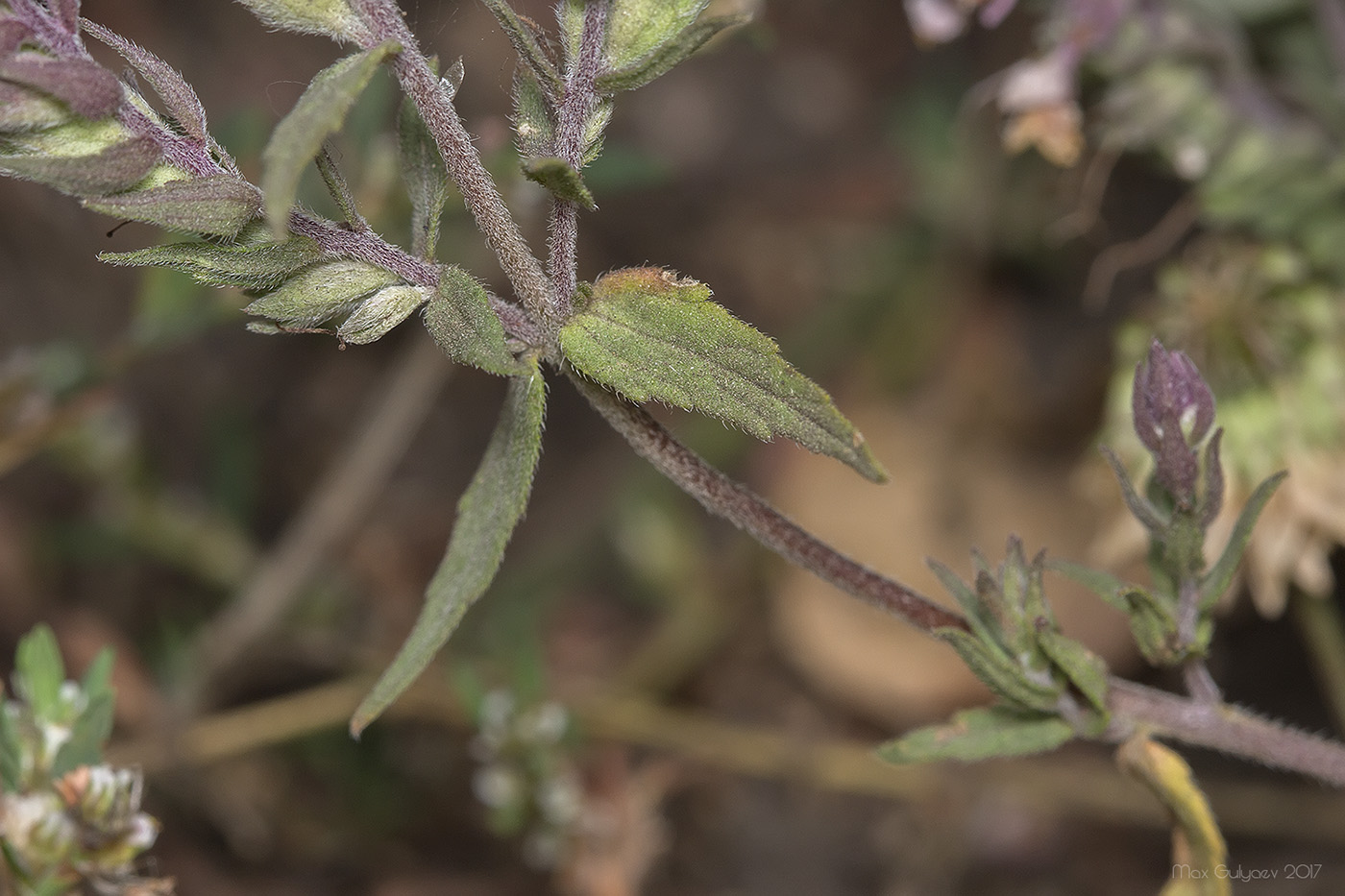 Image of Odontites vulgaris specimen.