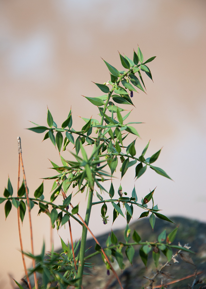 Изображение особи Ruscus aculeatus.